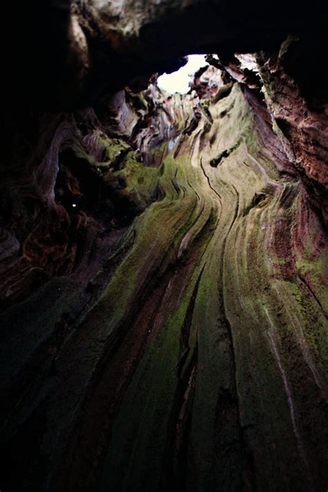 To honor him, i had his ashes placed on the path i stroll each morning leads straight to the hollow tree. Inside a hollow tree | Hollow tree, Nature photography ...