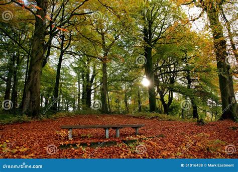 Woodland Scene Stock Photo Image Of Green Seat Forest 51016438