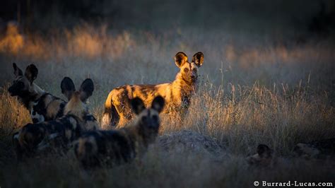 African Wild Dogs Burrard Lucas Photography Wild Dogs African Wild