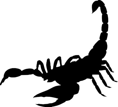 Scorpion Arachnida‎ Free Vector Graphic On Pixabay Pixabay