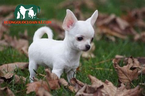 Chó Chihuahua Mini Giá Bao Nhiêu Tiền Mua Bán ở đâu Rẻ Nhất