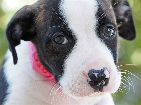 Find a furry friend to give a forever home at the humane society of north central florida. Here, Shiner: Houston's top dogs answer to these popular ...