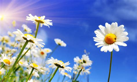 Sky wallpapers 2013 hd for desktop background shayari. Blue sky background with beautiful white flowers HD ...