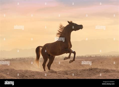 Horse Rearing Sunset Hi Res Stock Photography And Images Alamy