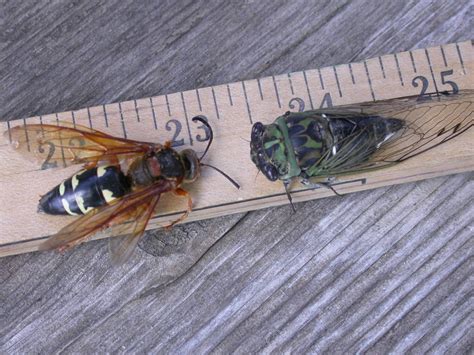 Cicada Killer Wasp Ohio The Cicada Killer Wasp Is Red With Either