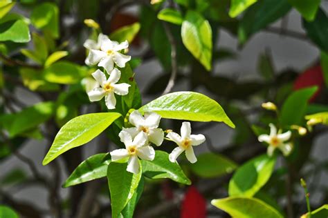 How To Grow And Care For Asiatic Jasmine