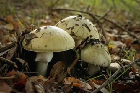 Edible Wild Mushrooms In South Carolina All Mushroom Info