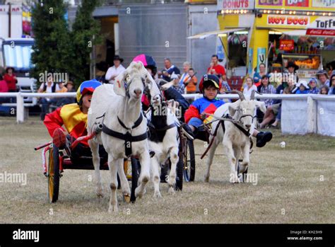 Goat Racing At Country Show Stock Photo Alamy