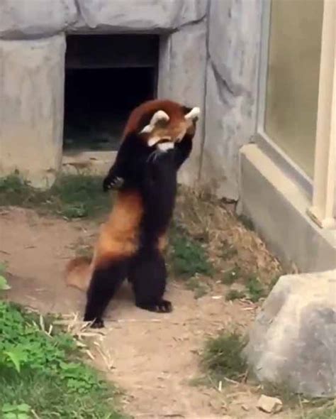 Adorable Red Panda Tries To Intimidate A Rock