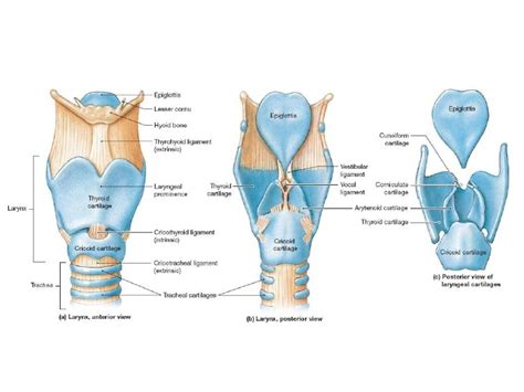 The Vocal Mechanism Part Ii