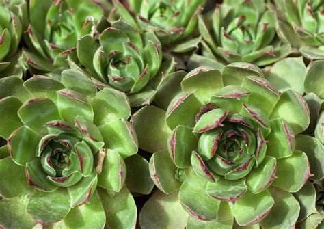 They constantly fuss over them, adjusting them modern chickens, it turns out, are not always very effective mothers. How To Grow Hens and Chicks in Pots