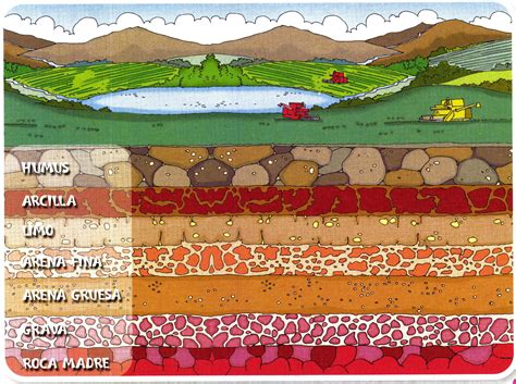 Tipos De Suelos Clasificacion De Los Suelos Organizacion Del Suelo