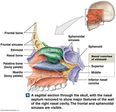 A Sagittal Section Through The Skull Showing The Nasal Complex