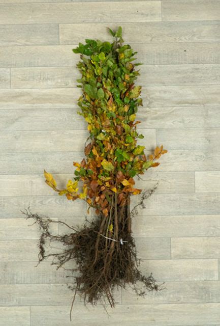 Buy Green Beech Hedge Bare Root 120 150cm
