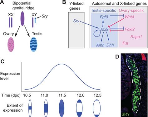 Switching On Sex Transcriptional Regulation Of The Testis Determining Gene Sry Development