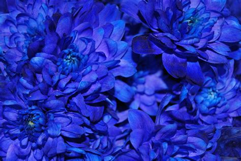However, there are some types of naturally blue flowers that are stunning to look at. Natural Blue Flowers Photograph by Riad Art