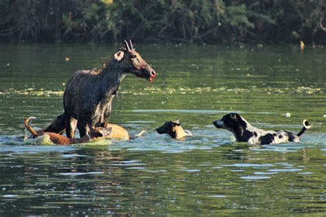 Feral Dogs Bringing Down A Nilgai Bluebull Gujarat Conservation India