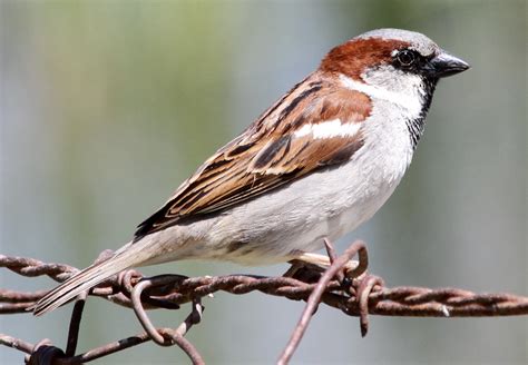 House Sparrow San Diego Bird Spot