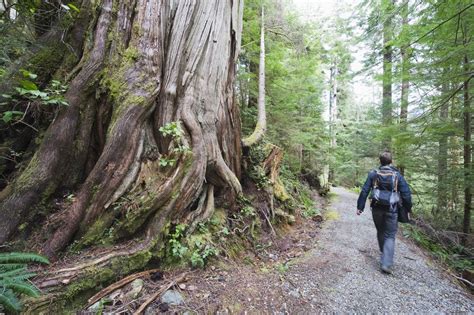 Business Group Proposes Logging Ban To Save Old Growth Forest On