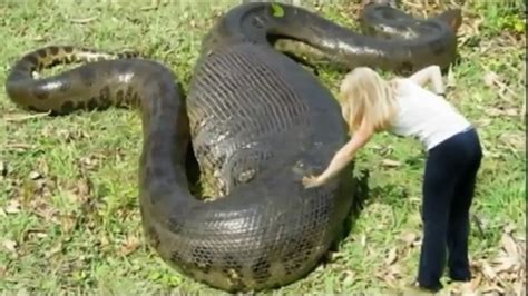 Breaking News World Biggest Snake Anaconda Found In America S Amazon