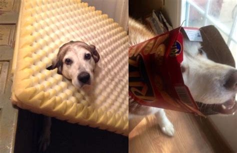 18 Dogs Stuck In Things But Are Totally Fine
