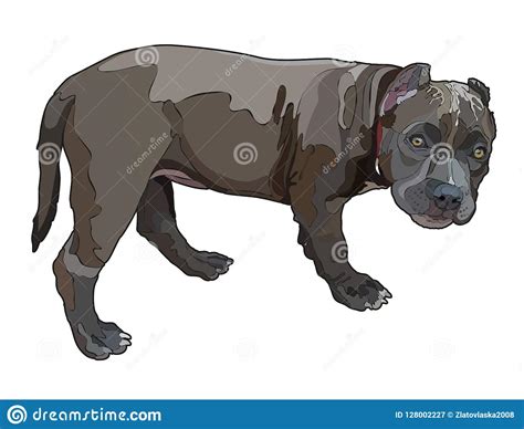 Standing Puppy Pitbull Vector Illustration Stock Vector Illustration