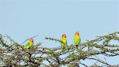 Bbc Earth Lovebird Population Threatened By Poisoning