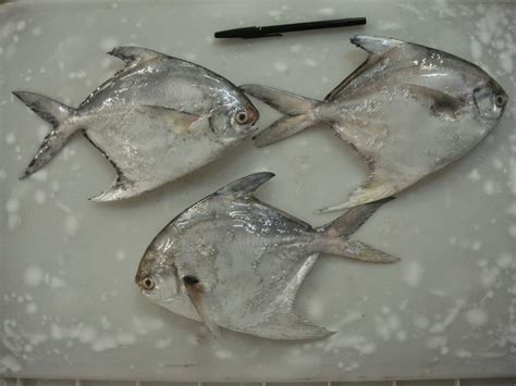 We did not find results for: inpacfreshfish: IKAN BAWAL PUTIH