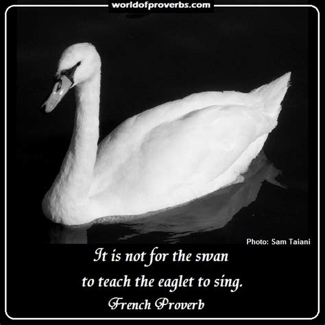 Quotes About Swan Quotes