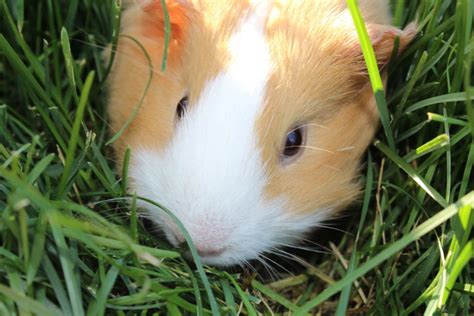 Nowadays, most domestic guinea pigs live in cages with soft bedding on the bottom and plenty of artificial hiding places. Guinea Pigs Make Great Pets • A Family Lifestyle & Food Blog