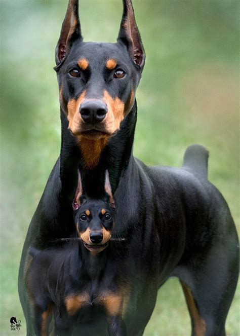 Beautiful Doberman Pinscher Dog Scary Dogs Doberman Puppy