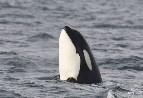 Orca Sighting In Vancouver Inner Harbour Shows Health Of Transient
