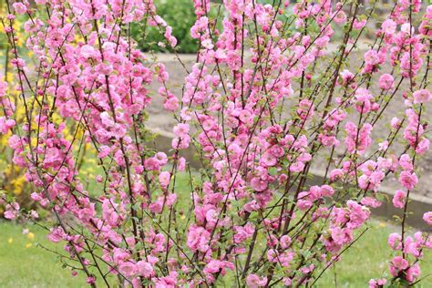 Japanische bäume für den garten. Mandelbaum schneiden - so kürzen Sie den Mandelstrauch richtig