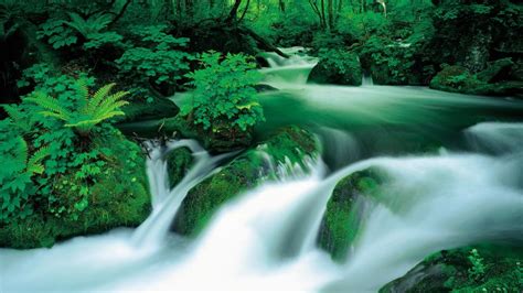 Stream Jungle Timelapse Moss Hd Wallpaper Nature And Landscape