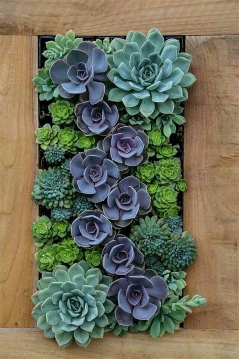 Vertical Succulent Gardens That Will Catch Your Attention Top Dreamer
