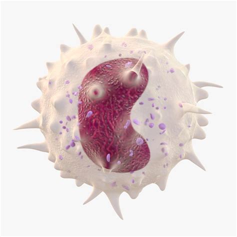 3d White Blood Cell Monocyte Turbosquid 1325725