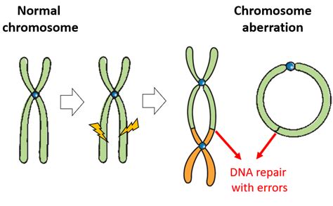 Examples Of Chromosomal Aberration Rethink Biology Notes