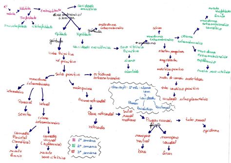 Mapa Mental Embriologia Humana