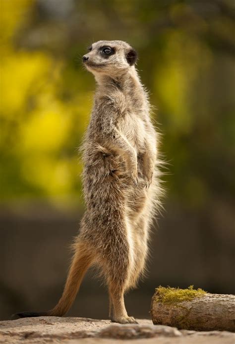 144 Best Images About Meerkat Love On Pinterest Mother