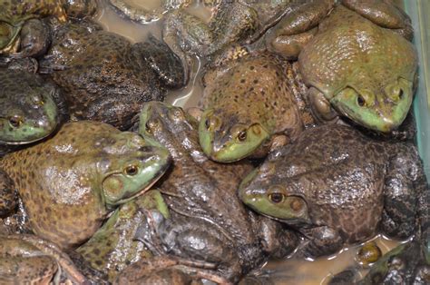 Frogs Free Stock Photo Public Domain Pictures