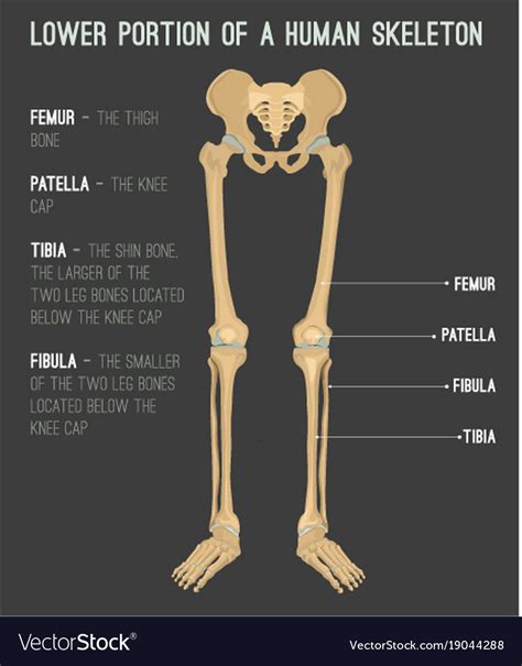 Human Leg Bone Structure ~ Muscles Plantar Flexion Peroneus Fibularis