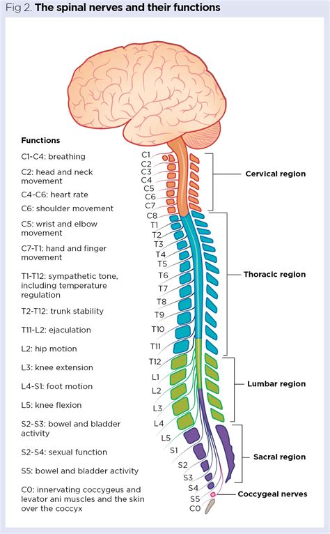 Lumbar Nerves And Their Functions