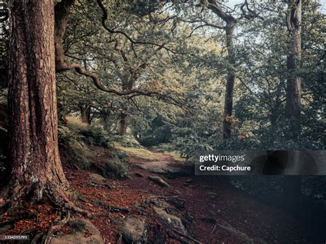 Mystical Forests And Moss Covered Trees High Res Stock Photo Getty Images