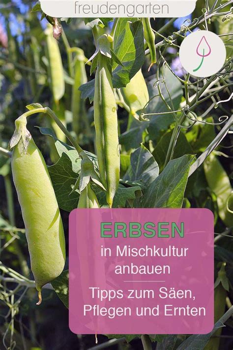 Mischkultur Gute Nachbarn für Erbsen