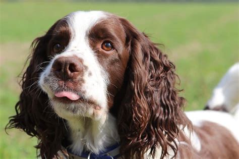 That's more than 1,700 years ago! Welsh springer spaniël - Alles over honden 🐶