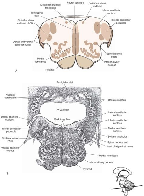 Brainstem I The Medulla Organization Of The Central Nervous System