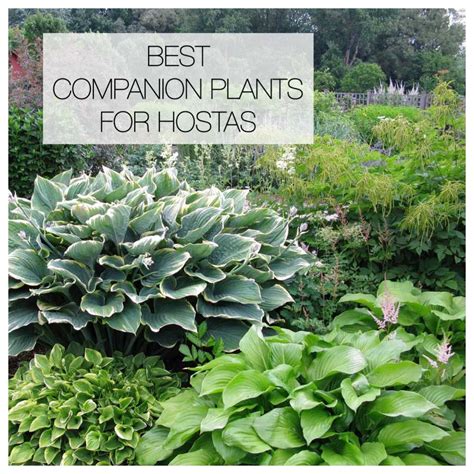 12 Best Companion Plants For Hostas Shade Garden Plants
