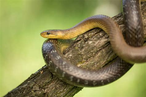 Do Snakes Live In Trees And What Types Of Snakes Live In Trees