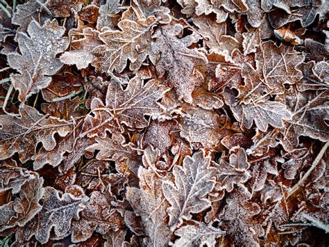 Autumn Leaves Leaves Frost Free Stock Photo Public Domain Pictures