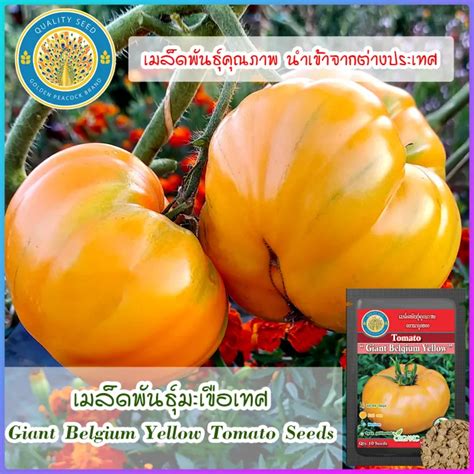 เมล็ดพันธุ์มะเขือเทศ Giant Belgium Yellow Tomato Seeds Th
